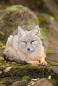 A korsak fox sitting on a rock