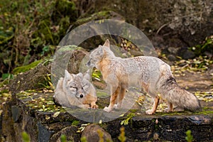 Korsak foxes sitting on a rock