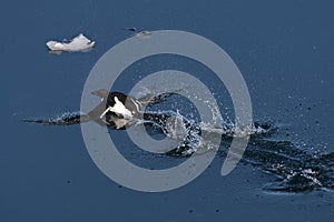 Kortbekzeekoet, BrÃ¼nnichs Murre, Uria lomvia