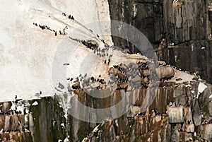 Kortbekzeekoet, Thick-billed Murre, Uria lomvia