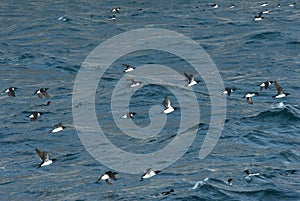 Kortbekzeekoet, Thick-billed Murre, Uria lomvia