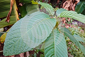 Korth Cottage Leaves Kratom flowers growing in nature are addictive and medical