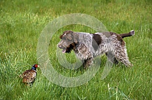 Korthal Dog or Wire-Haired Griffon Dog hunting Common Pheasant