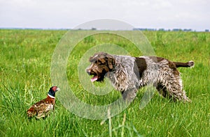 Korthal Dog or Wire-Haired Griffon Dog hunting Common Pheasant