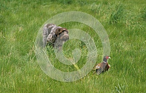 Korthal Dog or Wire-Haired Griffon Dog Hunting Common Pheasant, phasianus colchicus