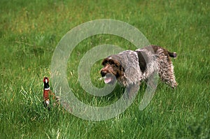 Korthal Dog or Wire-Haired Griffon, Dog hunting Common Pheasant, phasianus colchicus