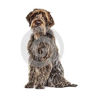 Korthals Griffon dog, isolated photo