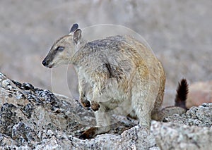 Kortoorrotskangeroe, short-eared rock-wallaby, Petrogale brachyotis