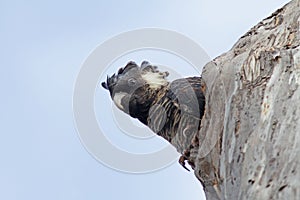 Kortsnavelraafkaketoe, Slender-billed Black-Cockatoo, Zanda latirostris