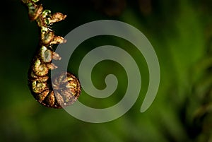 Koru #2
