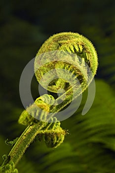 Koru photo