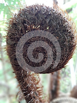 Koru fern frond in detail