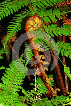 Koru fern, New Zealand