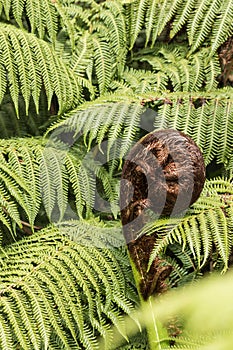 Koru frond