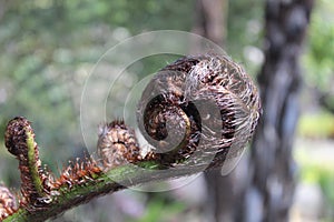 Koru New Zealand Fern