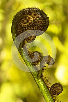 Koru spiral shaped unfurling silver fern fronds, Fiordland National Park, New Zealand