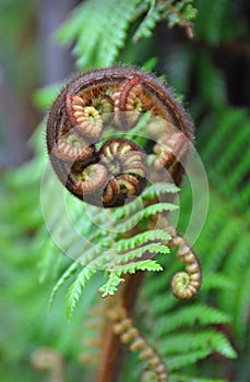 Koru Tree Fern Symbol of New Zealand photo