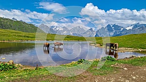 Koruldi Lake -  Cattle swimming in a lake with view on the mountain ridges in Upper Svaneti, Caucasus, Georgia.