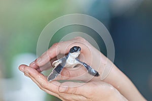 Koscoda, Sri Lanka - A little turtle in the carful hands of a woman