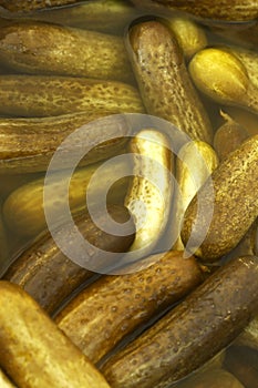 Kosher dill pickles in a barrel