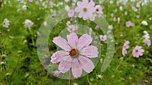 Kosmeya flower picture if clicked at namchi in sikkim