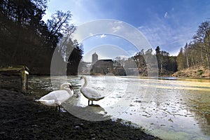 Kost Castle - gothic medieval stronghold in Bohemian Paradise, swans, Cesky Raj, Czech Republic