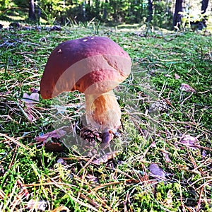 Koster sweden mushroom autumn