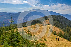 Kostrycha Mount Trail. Carpathians. Ukraine. Colorful autumn in the Carpathian mountains