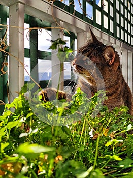 kot na balkone yest travu. solnechnyy den'

the cat on the balcony eats grass. sunny day