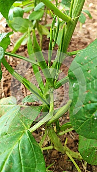 cluster beans Plant frim Tamil Nadu photo