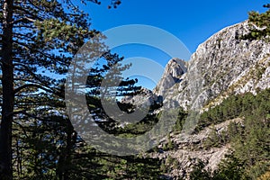 Kotor - Fir tree branches with scenic view of mountain peak of Derinski Vrh, Montenegro. Forest walk
