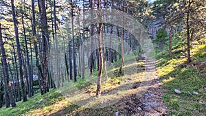 Kotor - Idyllic hiking trail through fir forest from Kotor to Derinski Vrh, Montenegro, Balkan, Europe. Mystical light shining