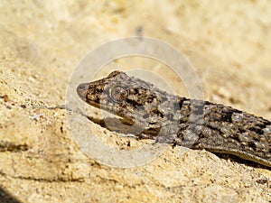 Kotschy\'s gecko, Mediodactylus kotschyi