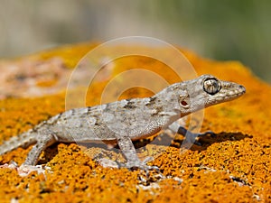 Kotschy\'s gecko, Mediodactylus kotschyi