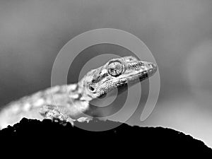 Kotschy\'s gecko, Mediodactylus kotschyi