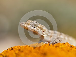 Kotschy\'s gecko, Mediodactylus kotschyi