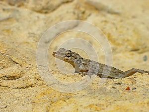 Kotschy\'s gecko, Mediodactylus kotschyi