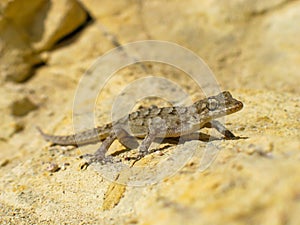 Kotschy\'s gecko, Mediodactylus kotschyi