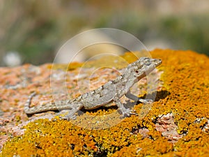Kotschy\'s gecko, Mediodactylus kotschyi