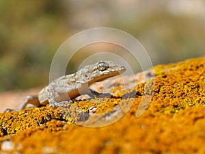 Kotschy\'s gecko, Mediodactylus kotschyi
