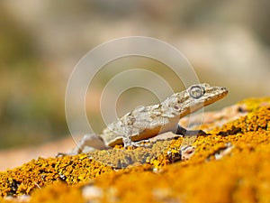 Kotschy\'s gecko, Mediodactylus kotschyi