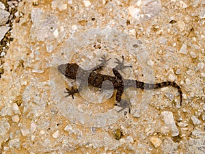 Kotschy\'s gecko, Mediodactylus kotschyi