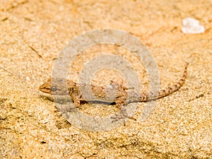 Kotschy\'s gecko, Mediodactylus kotschyi