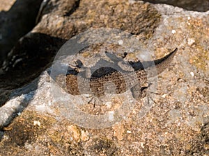 Kotschy\'s gecko, Mediodactylus kotschyi