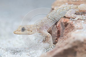 Kotschy`s gecko, Mediodactylus kotschyi portrait