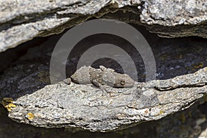 Kotschy`s gecko Mediodactylus kotschyi  sitting on a stones close-up in a sunny day