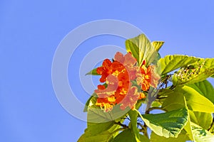 Kou Cordia subcordata flowering tree with blue sky in Mexico