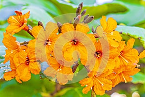 Kou Cordia subcordata flowering tree with green leaves in Mexico