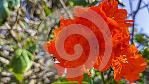 Kou Cordia subcordata flowering tree with orange flowers in Mexico