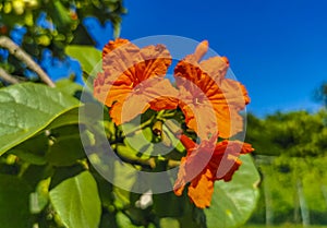 Kou Cordia subcordata flowering tree with orange flowers in Mexico